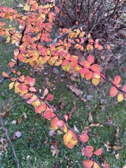 Berberis thunbergii