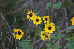 Helianthus debilis