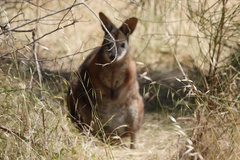 Notamacropus eugenii