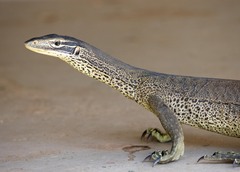 Varanus panoptes panoptes