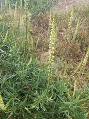 Reseda luteola