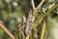 Chorthippus macrocerus