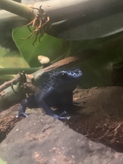 Dendrobates tinctorius