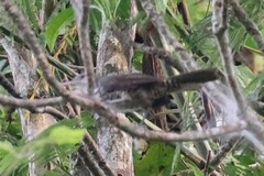 Campylorhynchus turdinus