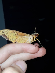 Protambulyx eurycles