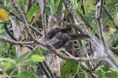 Campylorhynchus turdinus