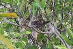 Campylorhynchus turdinus