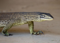 Varanus panoptes panoptes