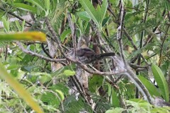 Campylorhynchus turdinus