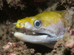 Gymnothorax rueppelliae