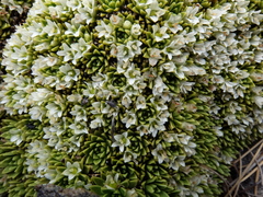 Hectorella caespitosa