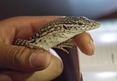 Varanus scalaris