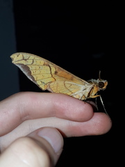 Protambulyx eurycles