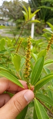 Sapium glandulosum