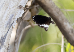 Euploea eichhorni
