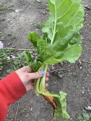Beta vulgaris