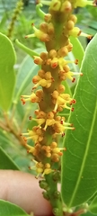 Sapium glandulosum