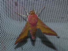 Deilephila porcellus