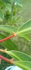 Sapium glandulosum