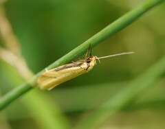 Philobota protecta
