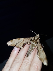 Protambulyx eurycles