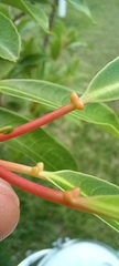 Sapium glandulosum