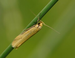 Philobota protecta