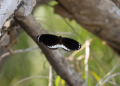 Euploea eichhorni
