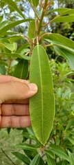 Sapium glandulosum