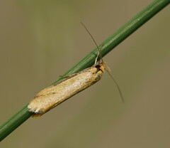 Philobota protecta