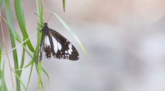 Danaus affinis