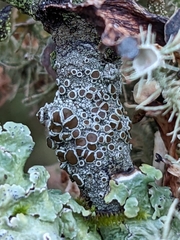 Lecanora hybocarpa