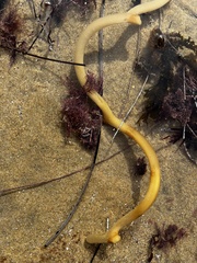 Eisenia arborea
