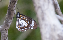 Danaus affinis