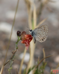 Hemiargus ceraunus astenidas