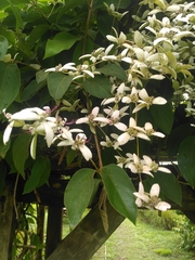 Congea tomentosa
