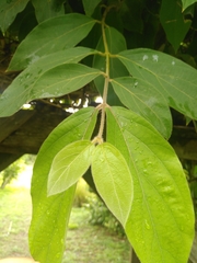 Congea tomentosa
