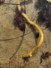 Eisenia arborea