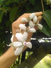 Congea tomentosa