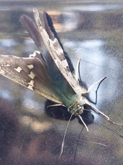 Urbanus proteus