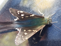 Urbanus proteus