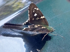 Urbanus proteus