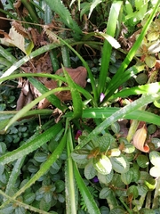 Aechmea recurvata
