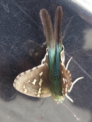 Urbanus proteus