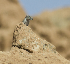 Atlantoxerus getulus