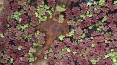 Azolla caroliniana