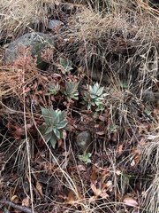 Dudleya cymosa pumila