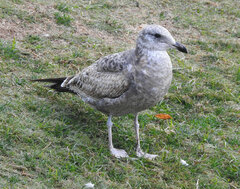 Larus californicus