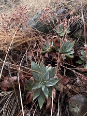 Dudleya cymosa pumila
