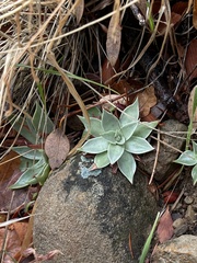 Dudleya cymosa pumila